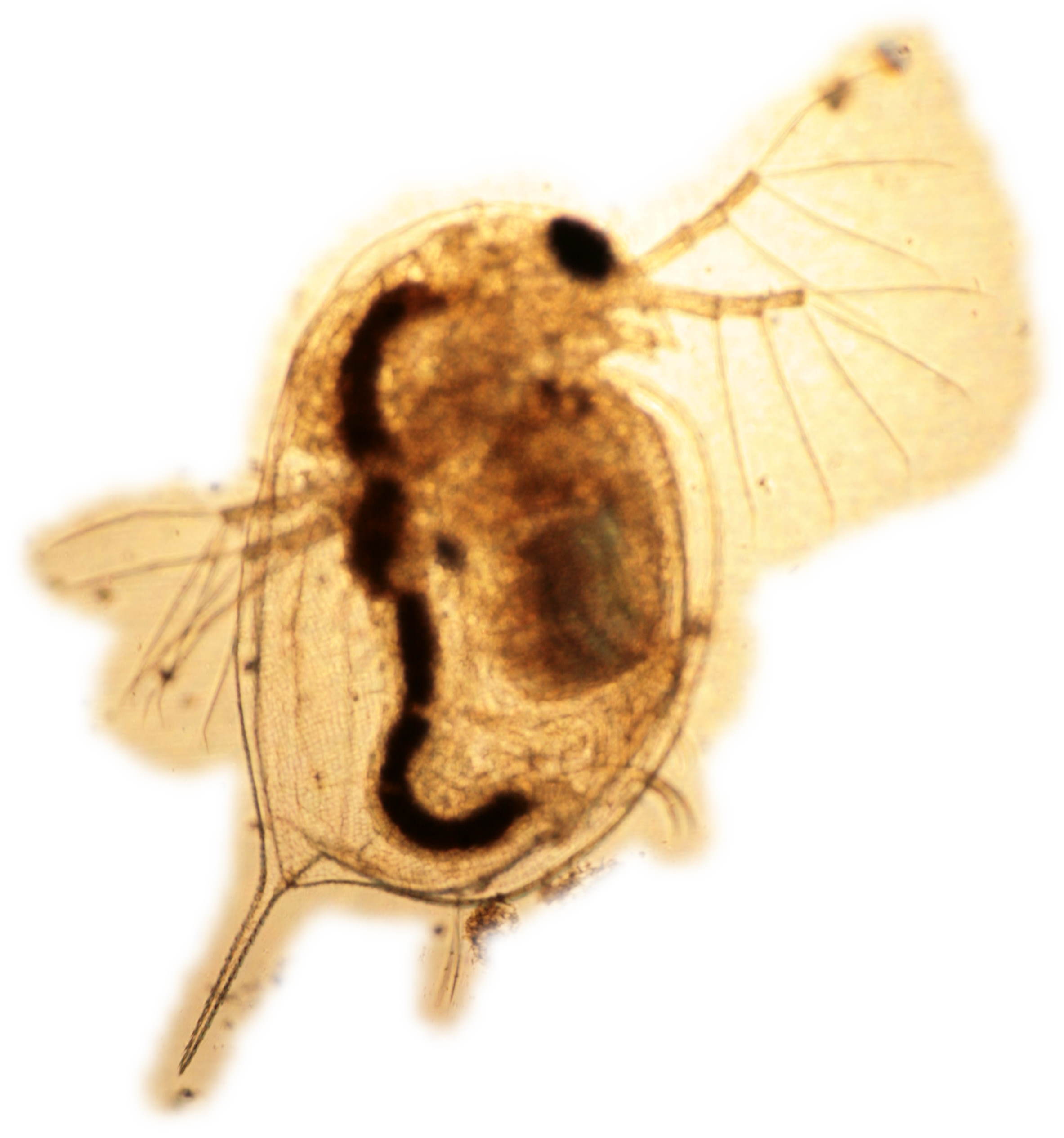 Focusing on the bottom of a Daphnia