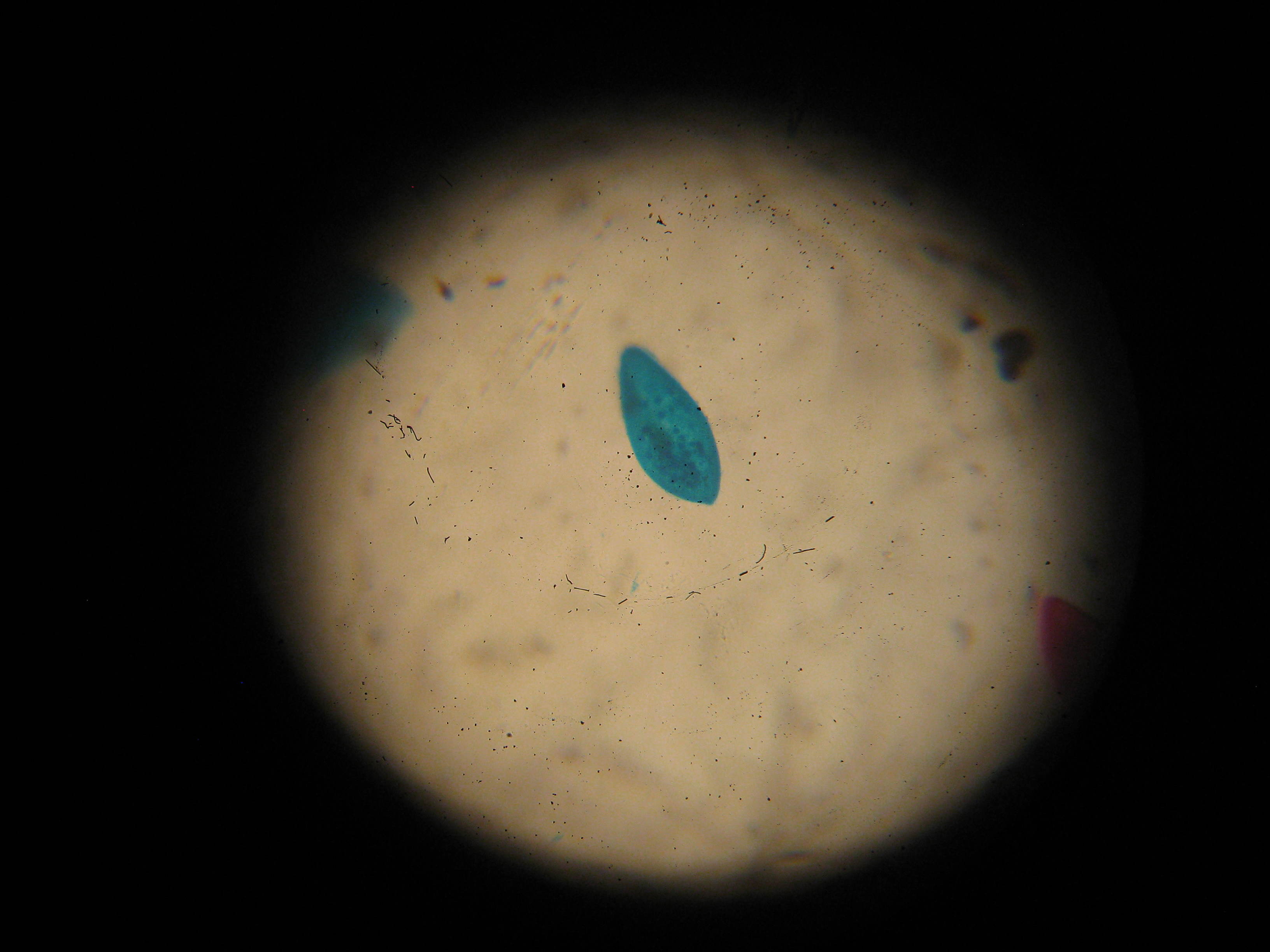 A paramecium through our simple microscope